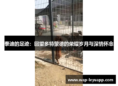 泰迪的足迹：回望多特蒙德的荣耀岁月与深情怀念